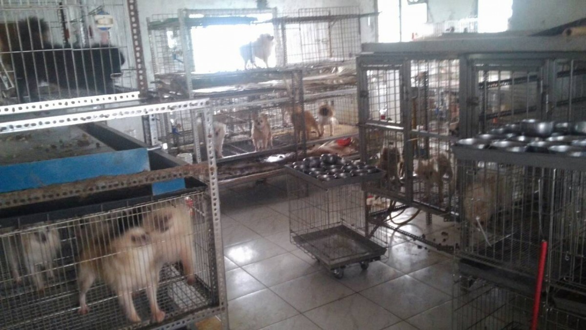 36隻小型品種犬皆未絕育，且遭割除聲帶。　基隆市動物保護防疫所/提供