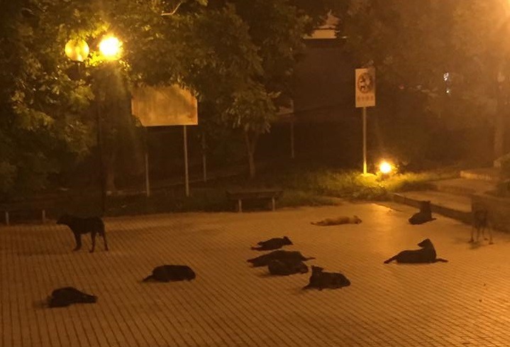 新北市土城線形公園夜間聚集許多流浪狗。　截取自游錫堃臉書