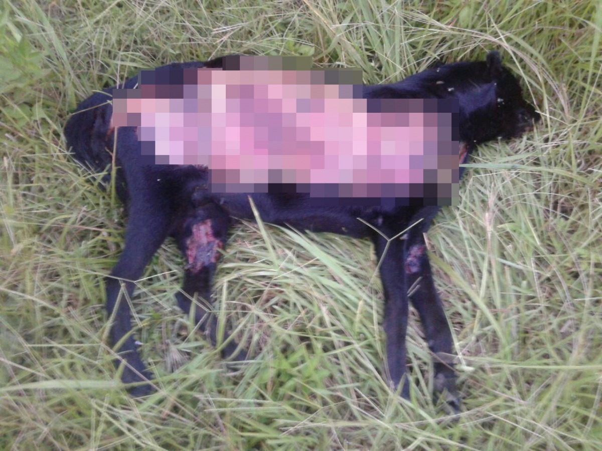 基隆市一位愛狗民眾在河岸發現半身皮膚消失的狗屍。　基隆市動物保護防疫所/提供