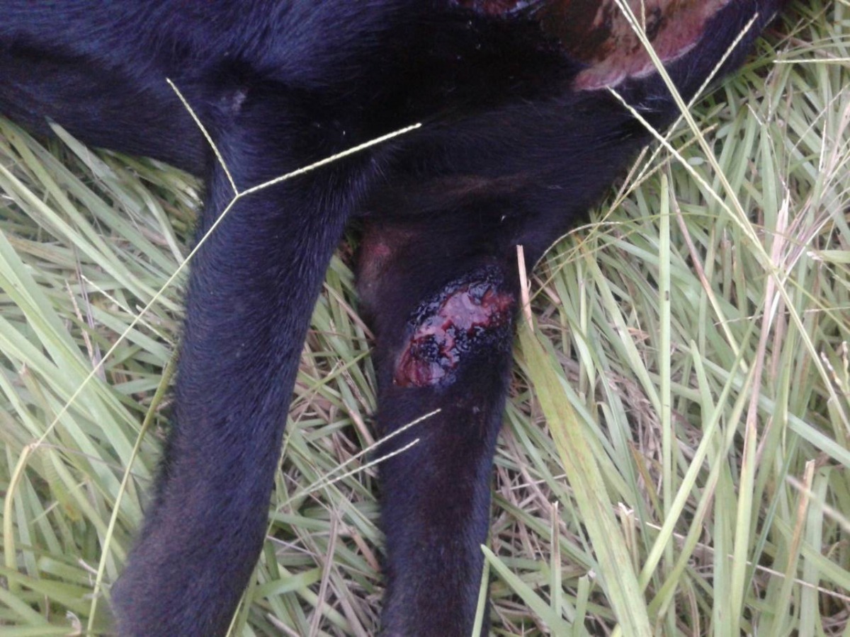 從照片研判，黑狗應是遭人潑灑強酸或強鹼。　基隆市動物保護防疫所/提供