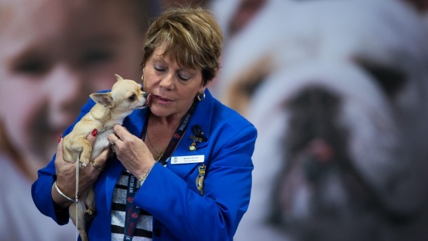 一名參賽者表示，儘管違法，幫狗染毛在狗展間還是很熱門。　取自The Age