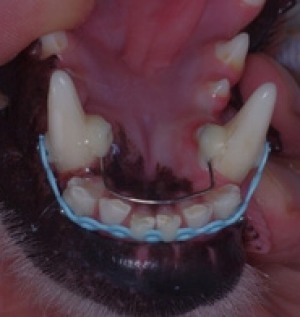 被飼主裝上牙齒矯正器的狗兒。 取自The Age