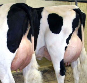 參賽者無所不用其極，硬是要增加乳牛乳房大小。　取自The Age