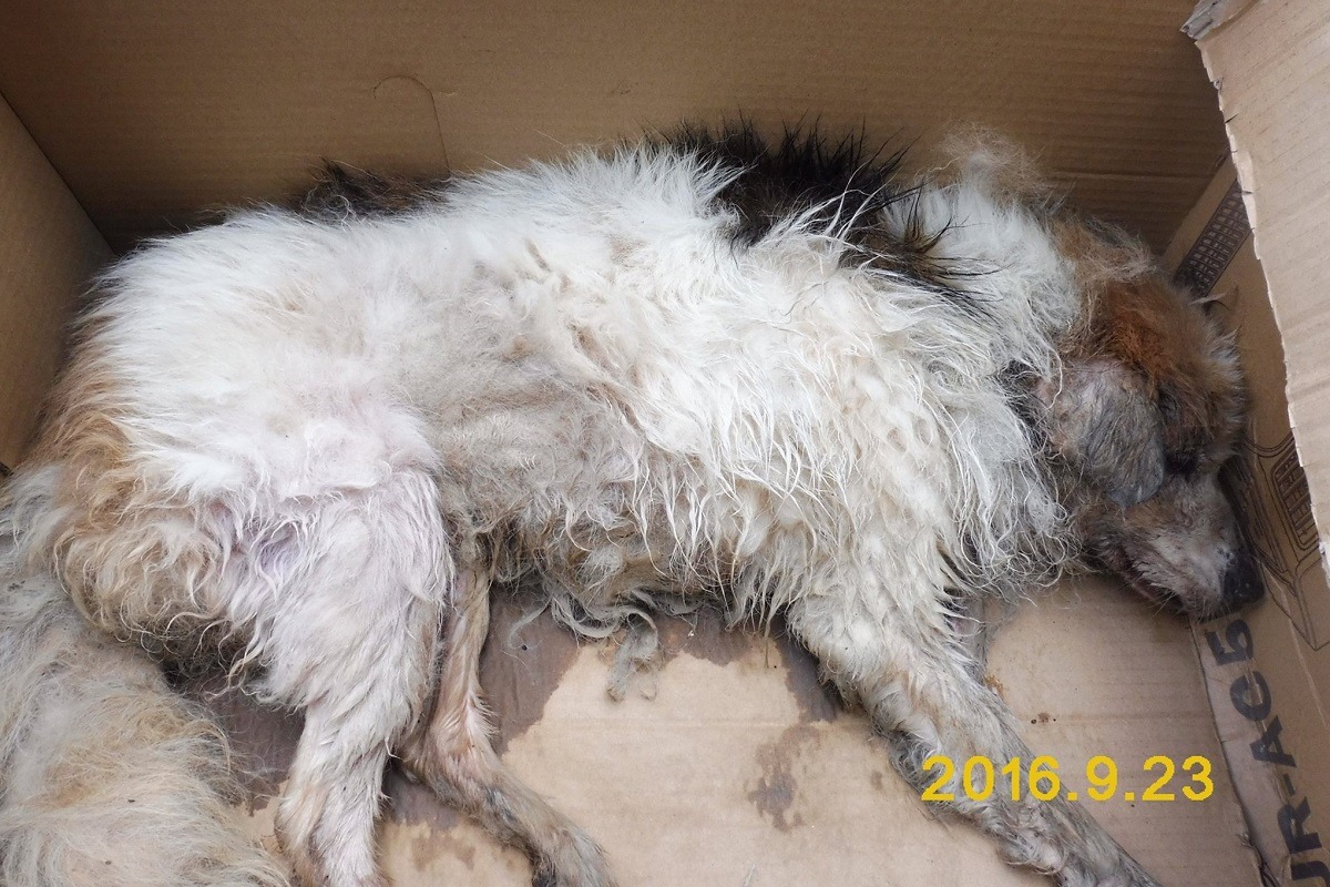 去年9月，14歲的「來福」飽受病痛折磨，最後在收容所人員的陪伴下離開人世。台灣動物新聞網資料照基隆市寵物銀行/提供