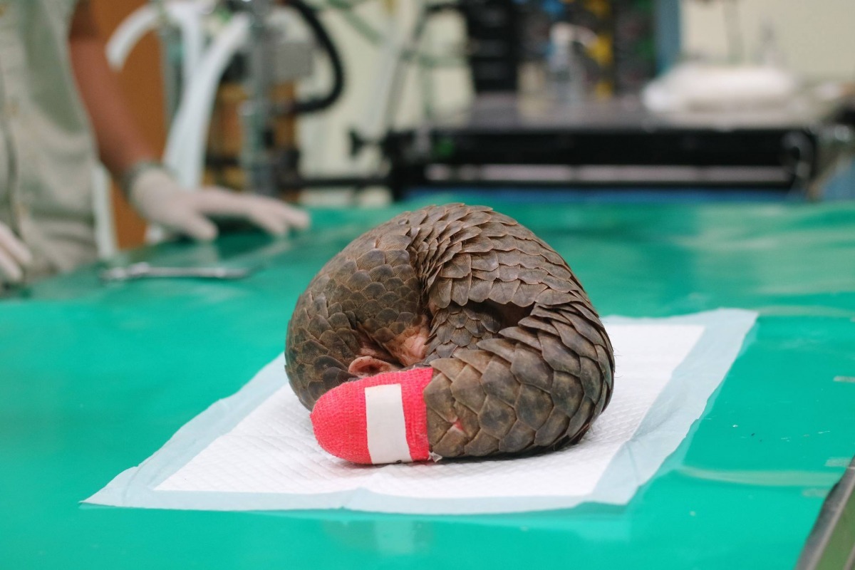 其中一次在台北市立動物園採訪獸醫師途中，一隻遭獸鋏夾傷的幼年穿山甲被送到動物園治療。　窩窩Wuowuo/提供