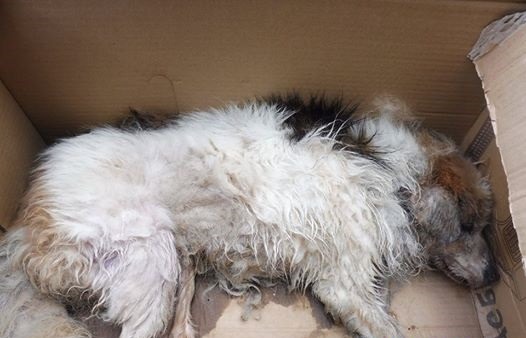 去年9月,14歲的「來福」被主人帶到基隆市寵物銀行棄養,飽受病痛折磨的牠,最後在收容所人員的陪伴下離開人世。 台灣動物新聞網資料照(謝銘峰/提供)