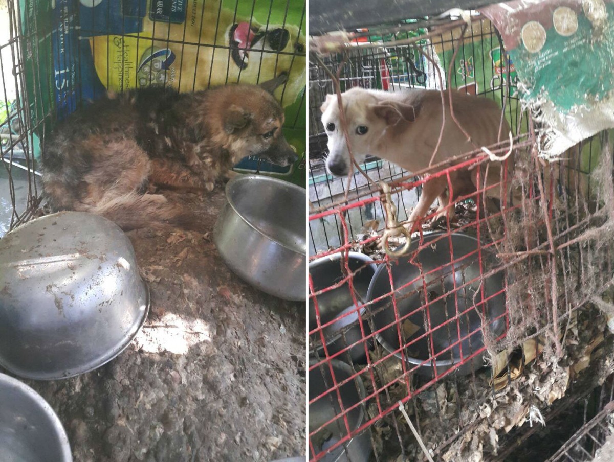 今年1月，婁欣舉報基隆一位退休教師收養大量流浪狗、卻將牠們關籠不餵食。婁欣/提供