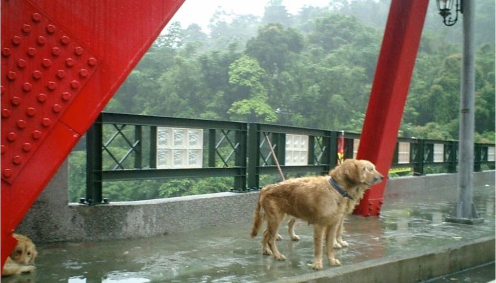 2006年6月,一批被遺棄在烏來山區的黃金獵犬。
