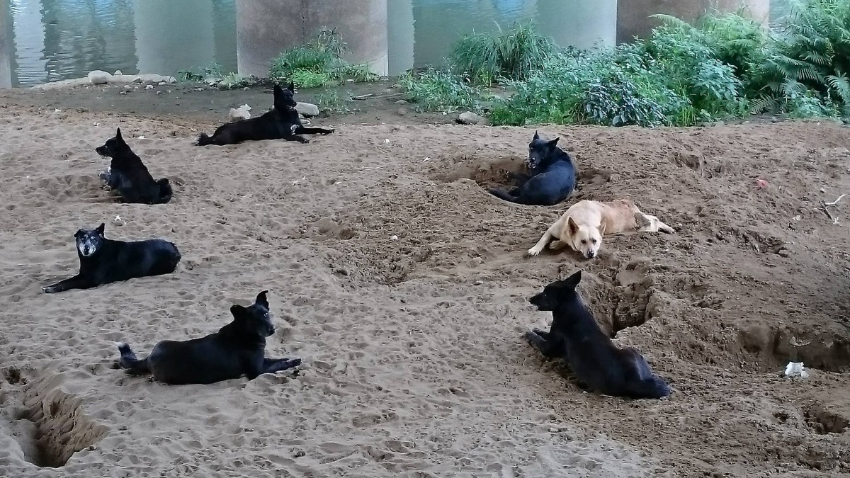如果更多犬隻在民間收容所或是街頭野外死亡,這是我們想看到的嗎?