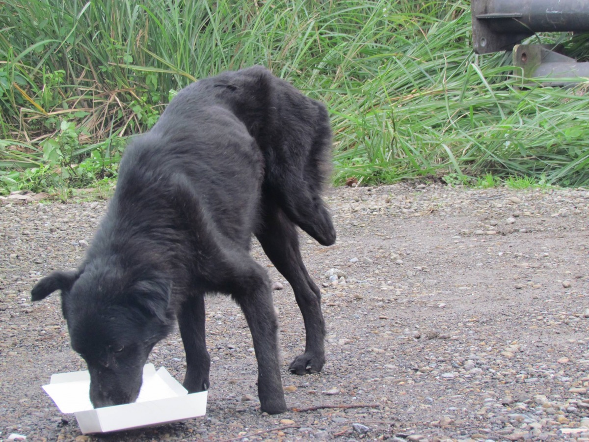 流浪在外的浪犬,不僅無法獲得適當的食物和飲水,更隨時面臨各種風險。