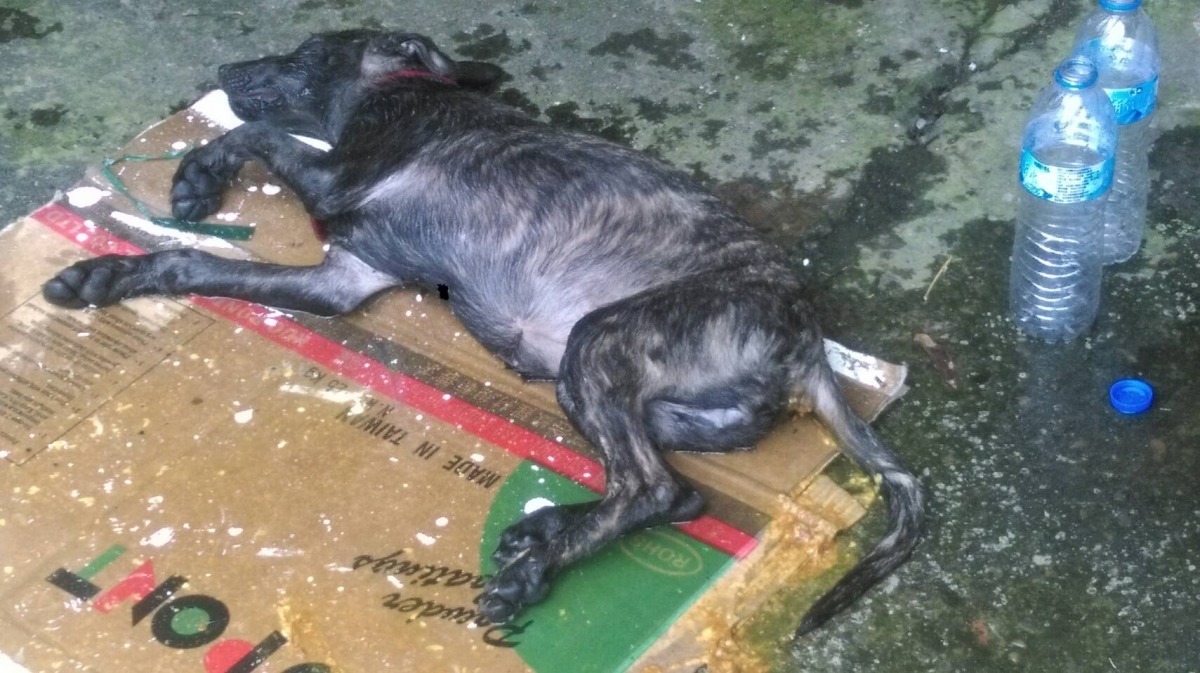 高溫之下，黑色米克斯犬已逼近休克；狗兒被救出後，動保處人員緊急潑水散熱。　台北市動保處/提供