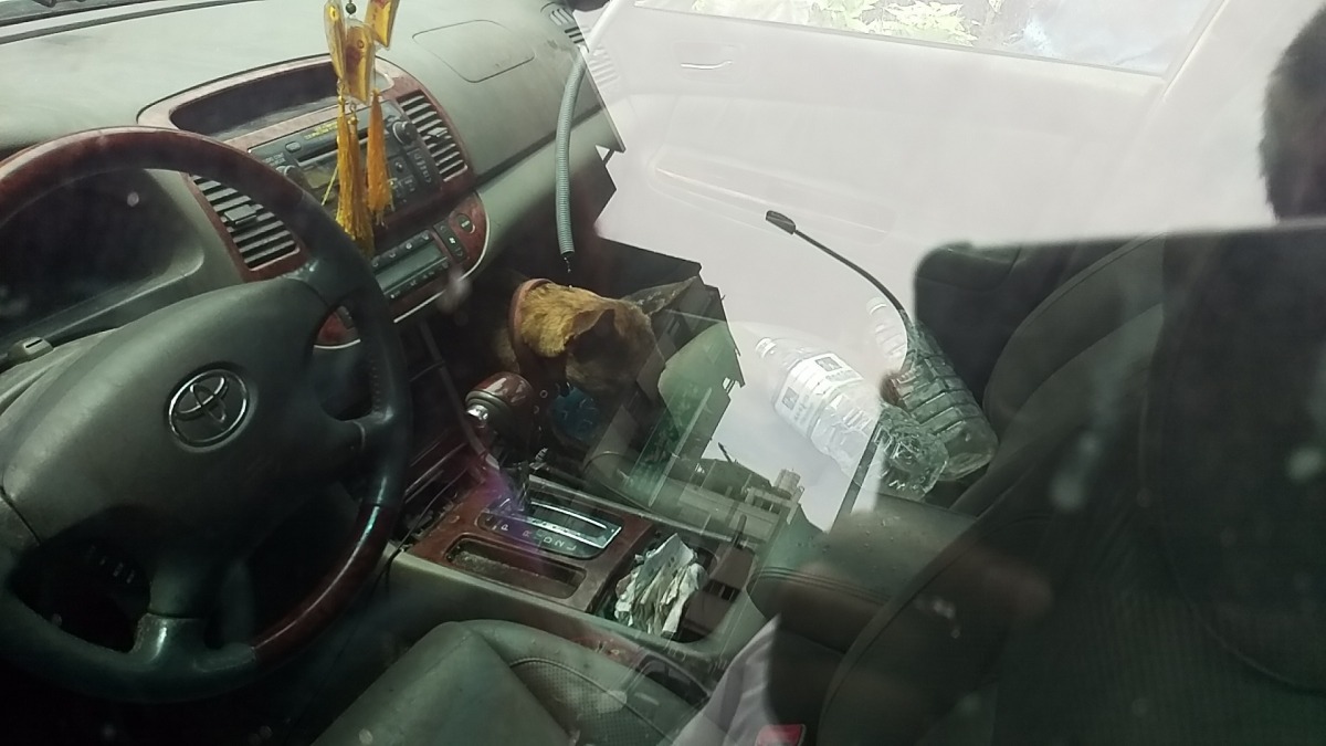 儘管飼主在車上留有少量飲水，仍無法為犬隻舒緩高溫帶來的不適，在飼主前來開門前，現場人員也緊急接水幫犬隻散熱。　台北市動保處/提供