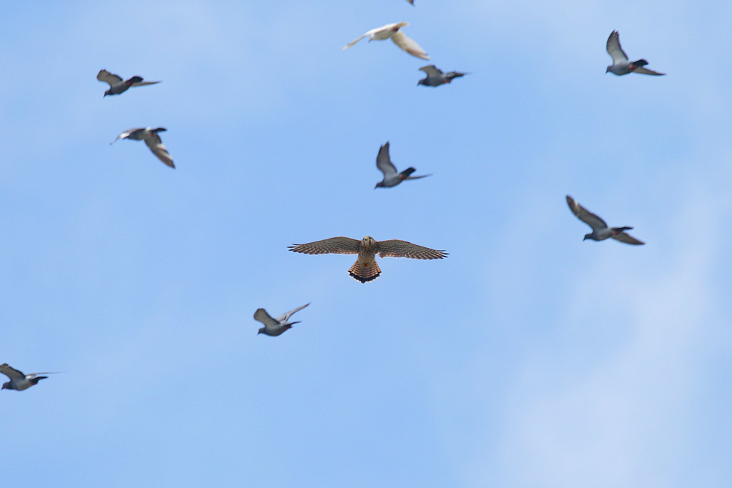 沙崙農場生物資源豐富，許多鳥類在此活動。　葉嘉嵩/提供，攝於2016年10月7日 
