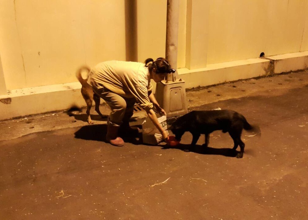 婁欣平時在數個定點獨自餵食，為避免民眾惡意丟狗，她行事相當低調。　婁欣/提供