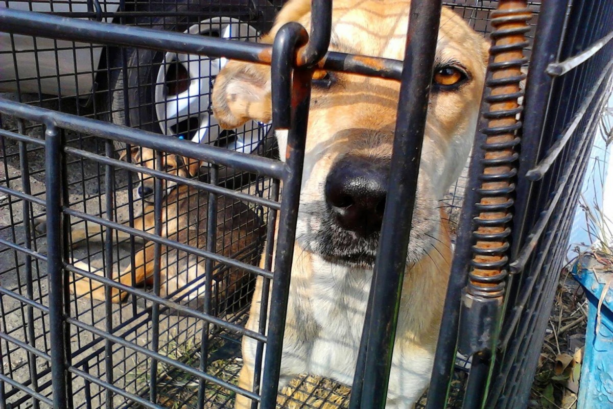 小黃遭到安樂死,讓小貞下定決心踏入動保領域。 小貞/提供