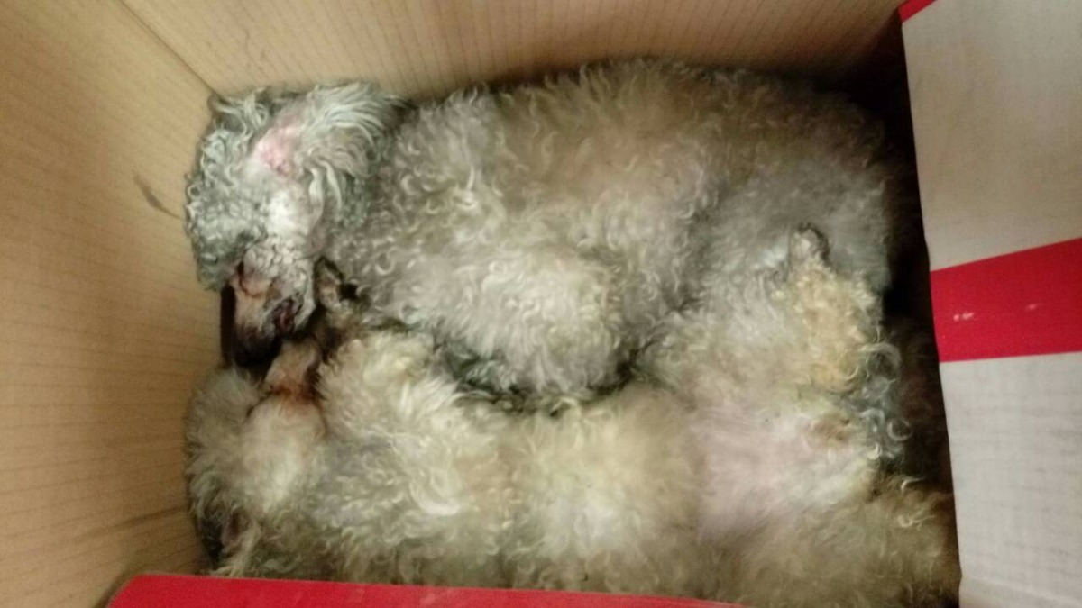 火警中死亡的犬隻多為自行繁殖的美容犬。　台灣動物新聞網資料照(台北市政府產業發展局/提供)