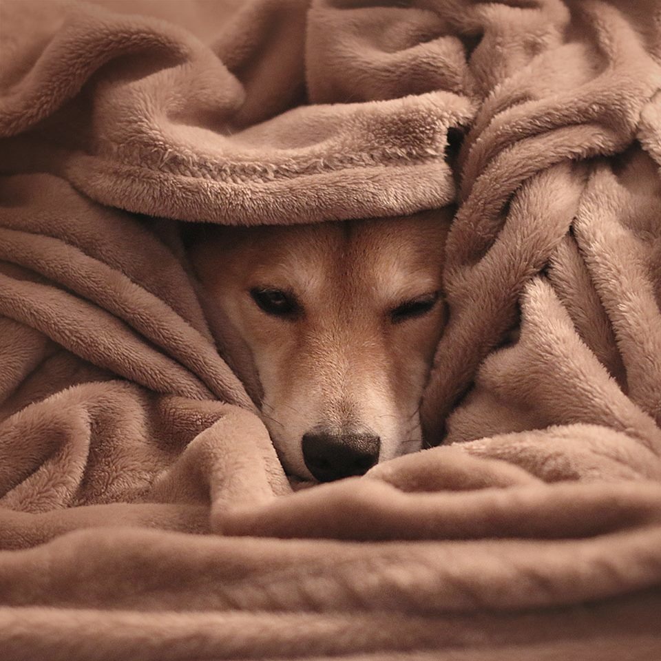 也有賴在被窩不想出門時。 取自Menswear Dog臉書