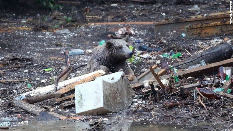 一隻熊試圖爬上垃圾堆，從積水中脫身。　取自CNN
