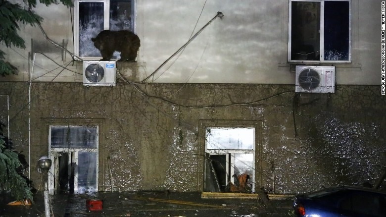 一隻逃亡中的熊坐在冷氣機上。　取自CNN