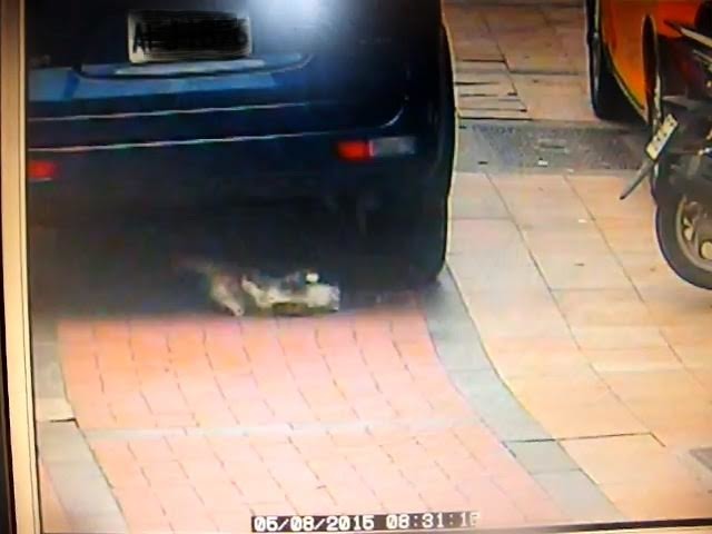 月前有民眾通報汽車駕駛故意撞死貓咪，新北市動保處調閱監視器後判定為意外。　新北市動保處/提供