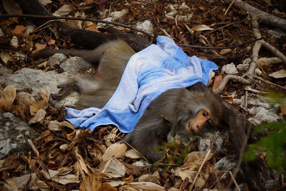 今年1月28日發現的獼猴屍體,獼猴沒有明顯外傷,皮膚有大面積瘀血,檢驗後確認為中毒身亡。 林美吟/提供