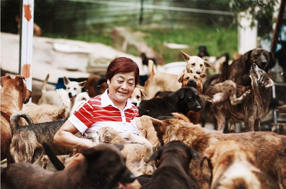林媽媽致力於照顧流浪動物數十年，目前場內有500多隻狗。 　基隆林媽媽狗場/提供