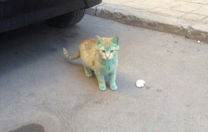 居民拍到另一隻綠貓咪，這個屋頂真會染色！　取自網路