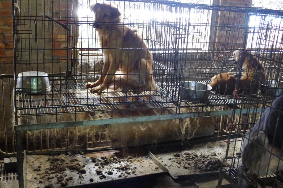 雖然農委會宣布認養率連年提升，其實很大一部份流浪動物是由愛心人士接手。　社團法人中華民國保護動物協會/提供