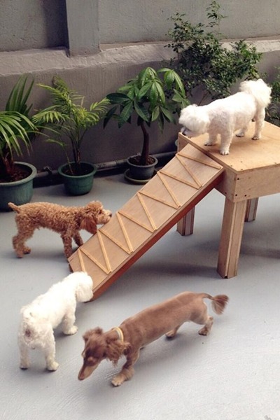 Very旺頂樓是露天運動場,狗狗1天至少會上來玩4次。 Very旺/提供