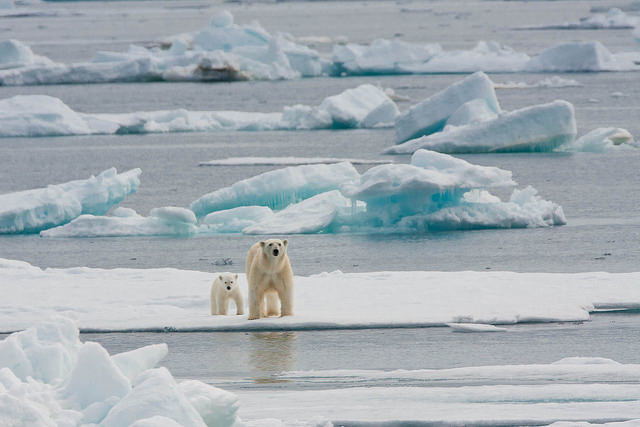 北極融冰影響動物生存。 flickr_Outward_bound