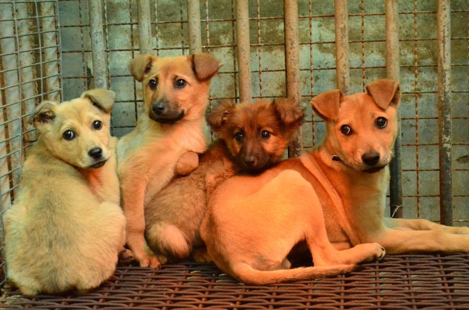 為了避免收容所爆量,彰化縣已開始實施精準捕捉。 李榮峰/提供