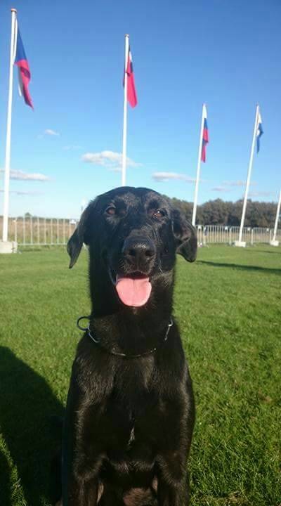 賽前風相當被看好，可惜因傷無法出賽，但也讓人看見控犬員為搜救犬著想的心。　台北市陪伴犬協會/提供