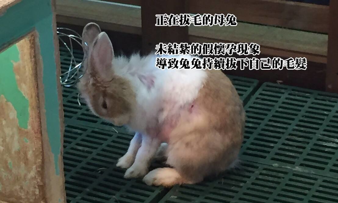 展期間民眾在IFG遠雄廣場拍攝到過度拔毛的母兔。　檢舉民眾/提供
