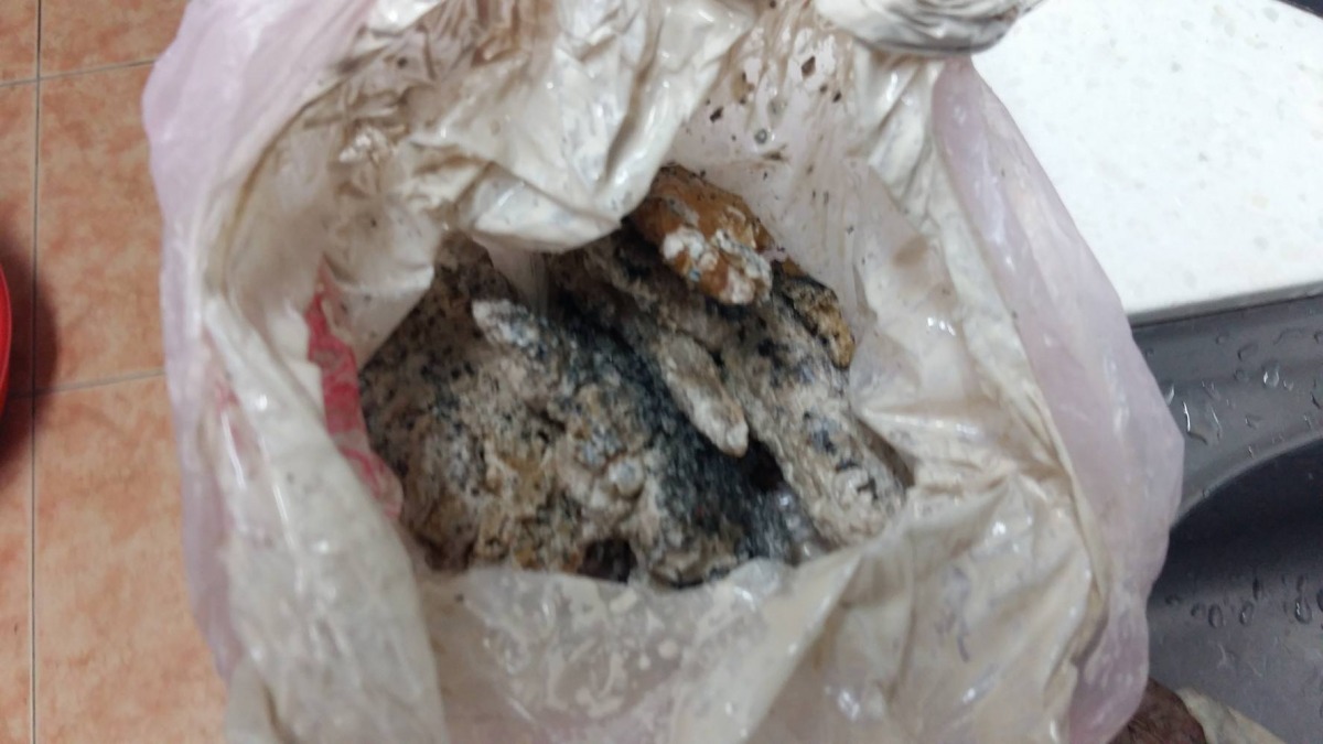 沾毒的雞翅。　飼主林先生/提供