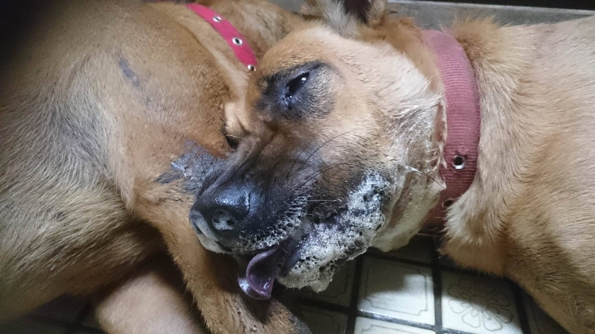 誤食毒餌的狗兒在數分鐘內毒發身亡。　飼主林先生/提供