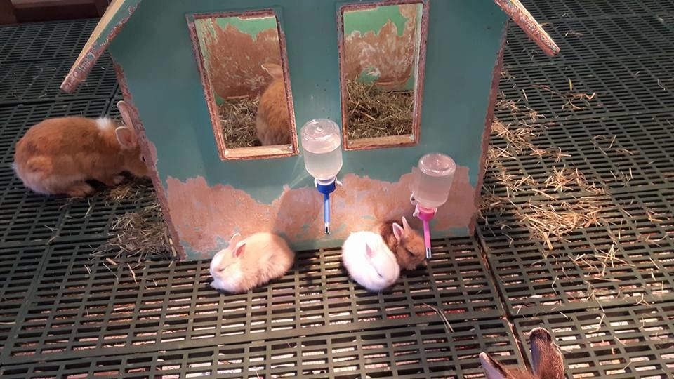 展期間民眾在IFG遠雄廣場拍攝到的新生幼兔。　檢舉民眾/提供