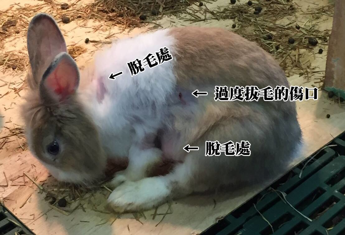 母兔因未結紮的假懷孕現象導致過度拔毛。　檢舉民眾/提供
