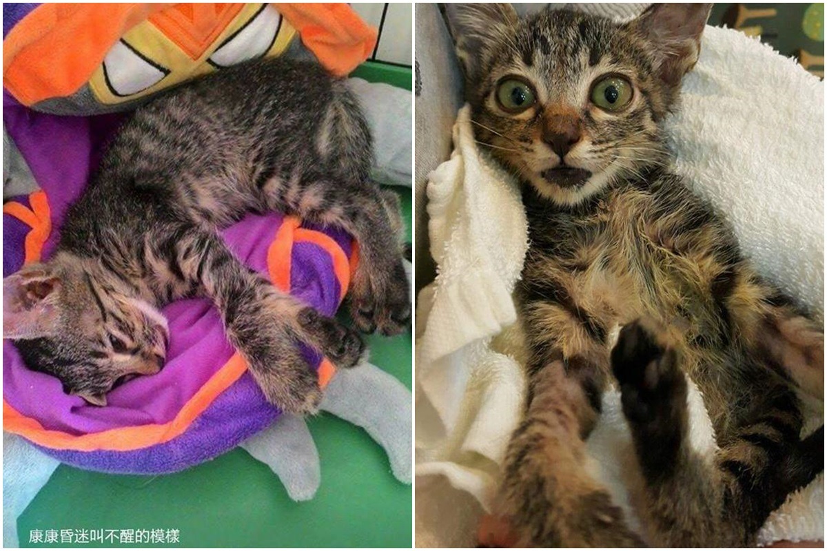 被鄞姓大學生摔癱的虎斑貓「康康」，目前還不能行走，持續復健中。　Vicky/提供
