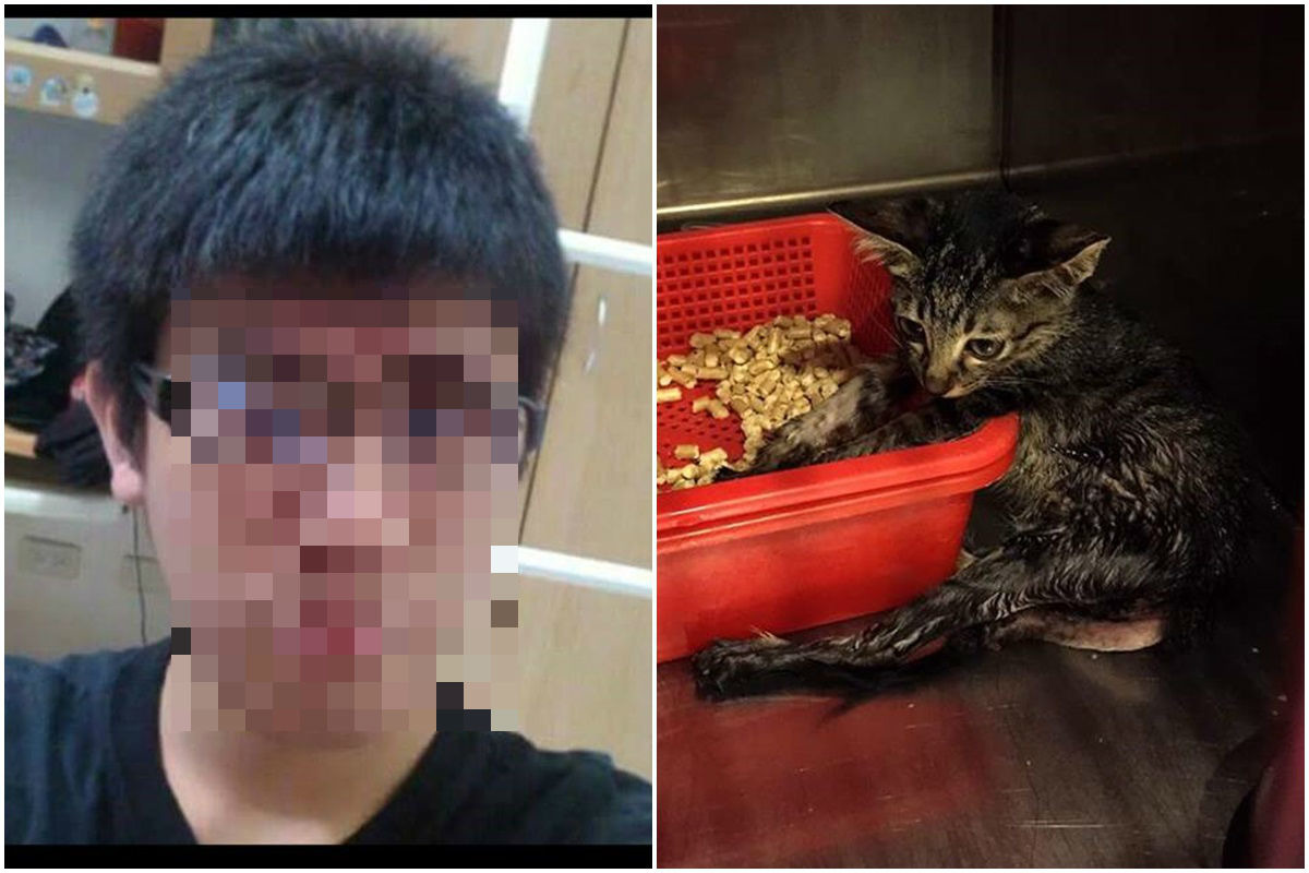 犯案的大學生鄞柏羽僅84年次，年紀相當輕，圖右為13隻貓中唯一倖存的貓咪「康康」。　Vicky/提供