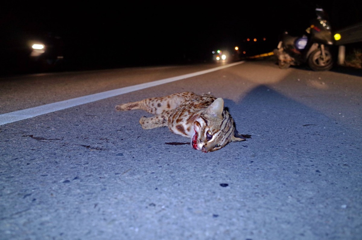 2017年1月25日，苗栗又傳石虎路殺事件。　貓徑地圖王小明/授權提供