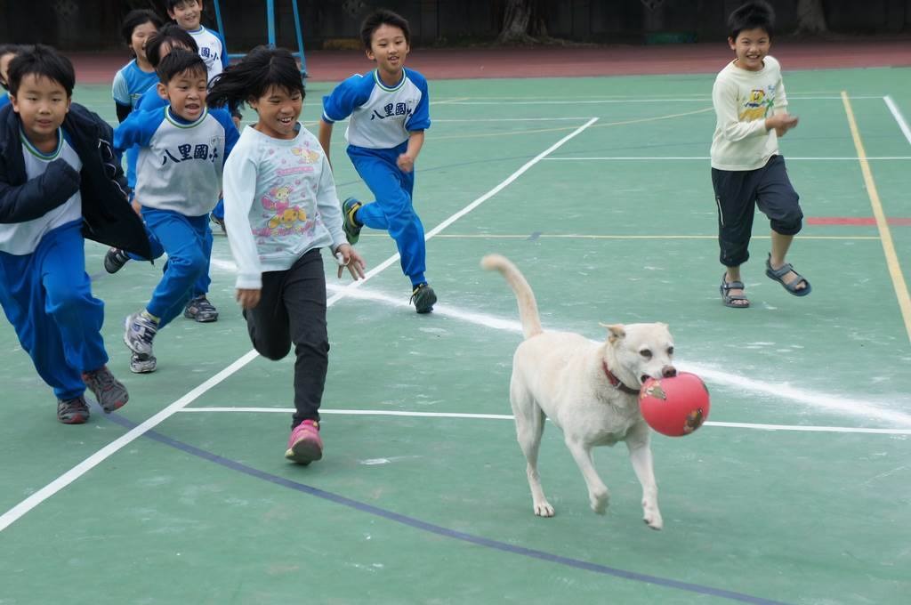 新北市八里國小校犬「黃玉枝」。　動物當代思潮/提供