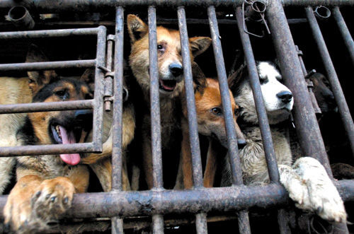 狗被救出後的醫療、安置才是大問題。　取自網路