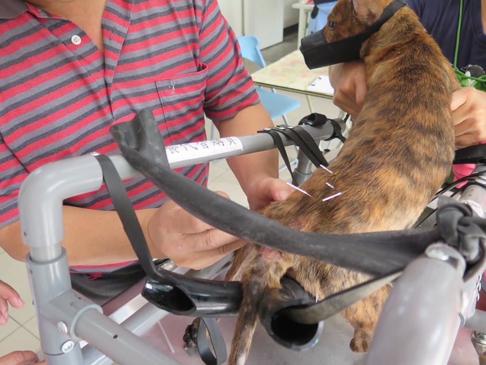 小鬥士針灸治療中。　新北市動保處/提供