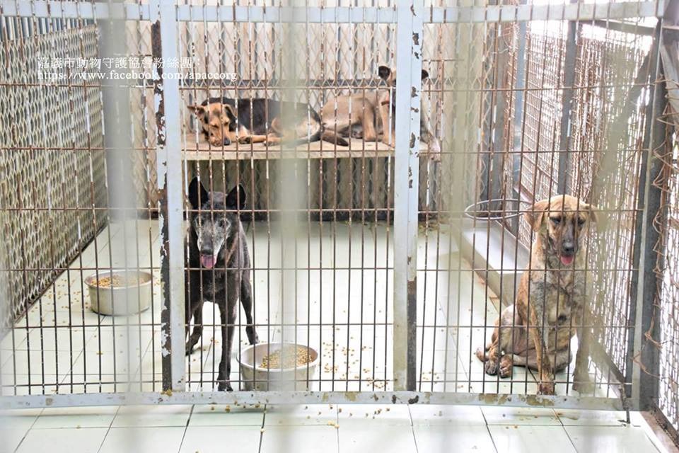 嘉義市新收容所確定興建！預計2年完成建設，浪浪們將不用再忍受老舊的設備與髒亂環境。　取自嘉義市動物守護協會臉書