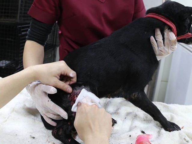 板橋動物之家工作人員將漂白粉撒在犬舍污穢處進行刷洗，不慎未沖洗乾淨，造成部分犬隻四肢嚴重灼傷。　新北市動保處/提供