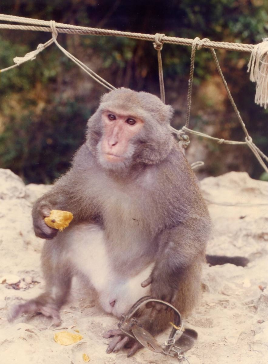 「大哥大」是全壽山唯一一隻誤中獸鋏後有進行醫療處理的台灣獼猴，在從截肢手術中復原後已野放。　林美吟/提供