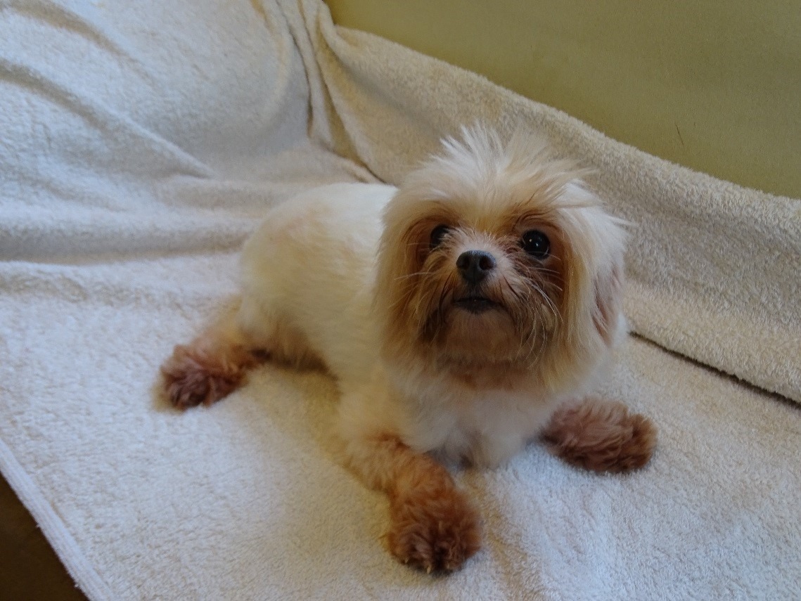 從士林不法繁殖場沒入的馬爾濟斯(收容編號：104101613)。 台北市動保處/提供