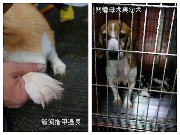 北投非法繁殖場犬隻普遍罹患指間炎、指甲過長。　資料照(台北市動保處/提供)