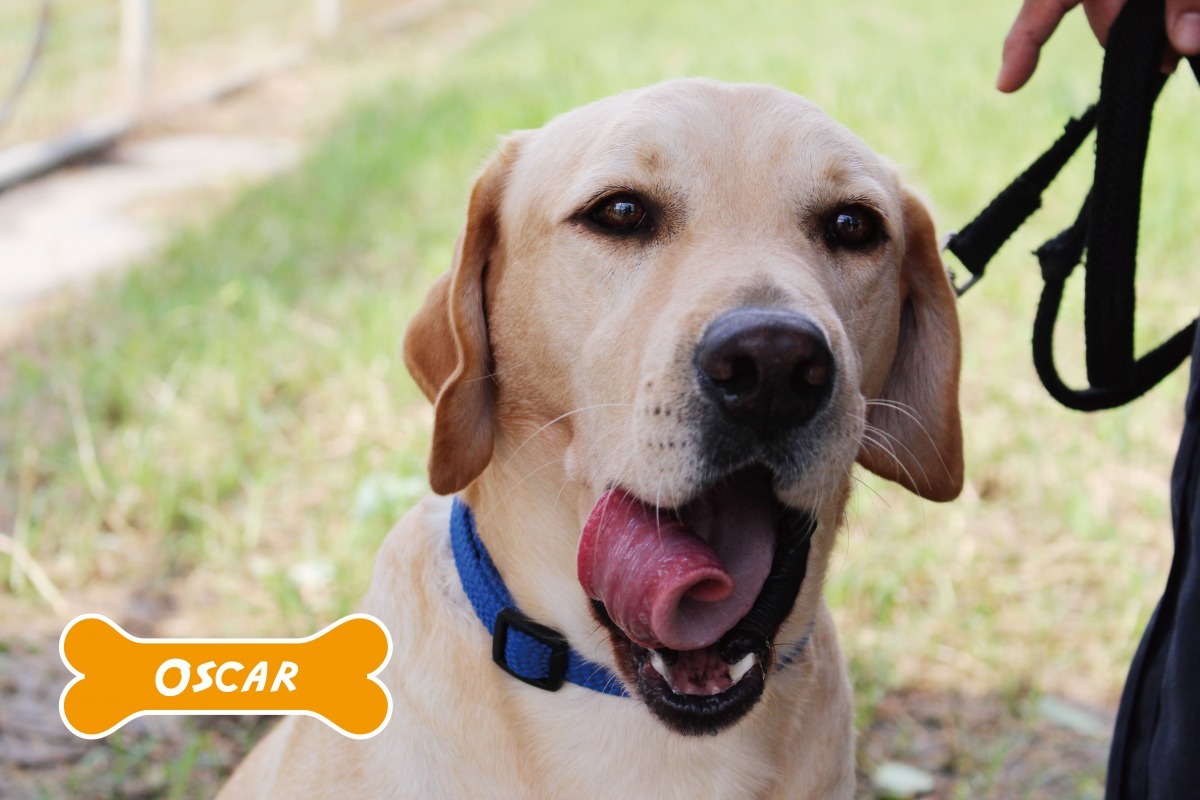 Oscar親人、聰明，但有些好動，適合能時常帶著牠外出運動的家庭。 李娉婷/攝