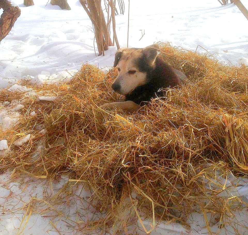 瑞奇/查理過去以公園為家,寒冷時會躲在乾草中取暖。 取自Life with Dogs